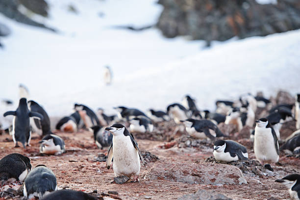 penguins ordinateur - half moon island horizontal penguin animal photos et images de collection