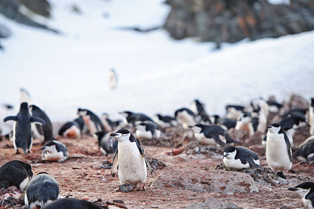 пингвинов nesting - half moon island horizontal penguin animal стоковые фото и изображения