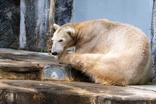 polar bear resting