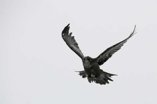 Negro, Raven photo