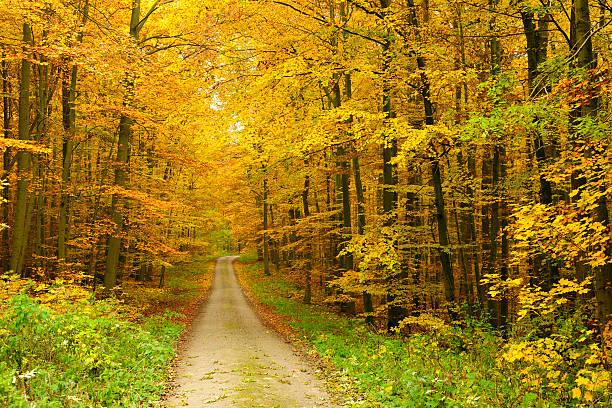 chemin de randonnée à travers forêt arbre en automne mixte - beech tree wilderness area forest log photos et images de collection