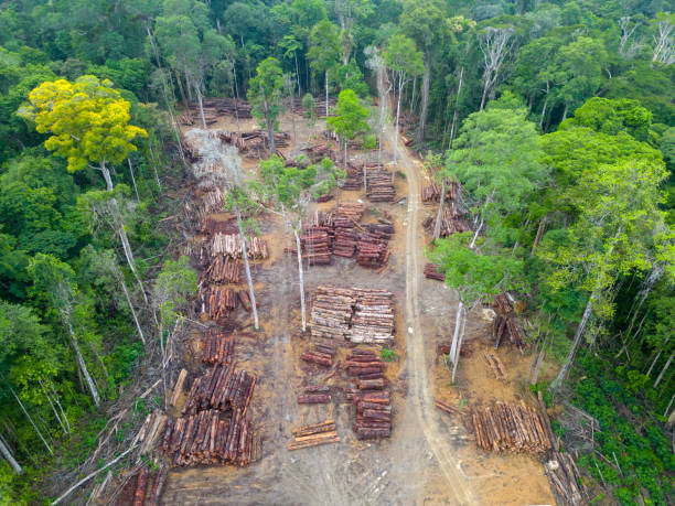 istock Aerial view of a logging yard in the Amazon rainforest 1851046093