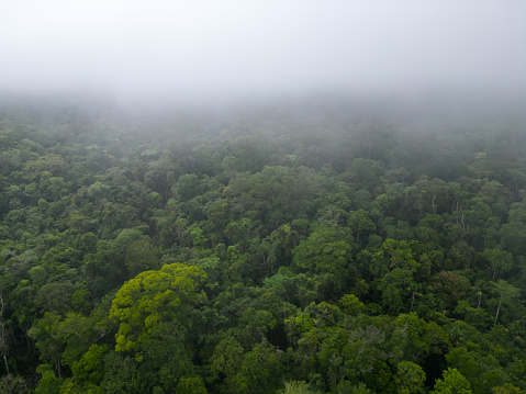 The Amazon's breath. Aerial view showing a thick fog of humidity generated by the brazilian Amazon rainforest, a natural phenomenon that is caused by the high humidity and heat of the rainforest.