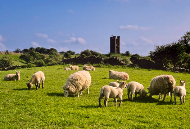 Flock of sheep eating grass with castle tower in the back