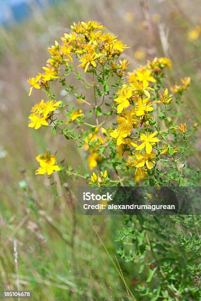 Photo libre de droit de Herbes Médicinales banque d'images et plus d'images libres de droit de Millepertuis - Millepertuis, Beauté, Capitule