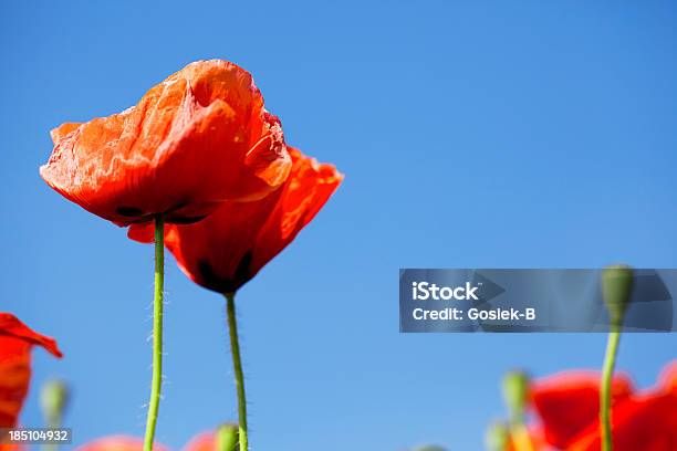 Photo libre de droit de Coquelicots banque d'images et plus d'images libres de droit de Agriculture - Agriculture, Angle de prise de vue, Beauté