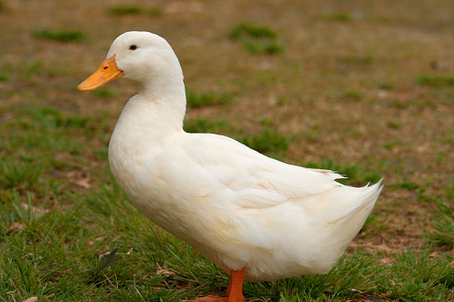 White Duck on the grass.