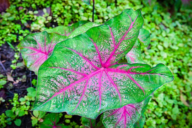 Caladium is a genus of flowering plants in the family Araceae. They are often known by the common name elephant ear, which they share with others closely related genera. Photo taken in the Mamiku Gardens, the largest gardens in Saint Lucia. Canon EOS 5D Mark II