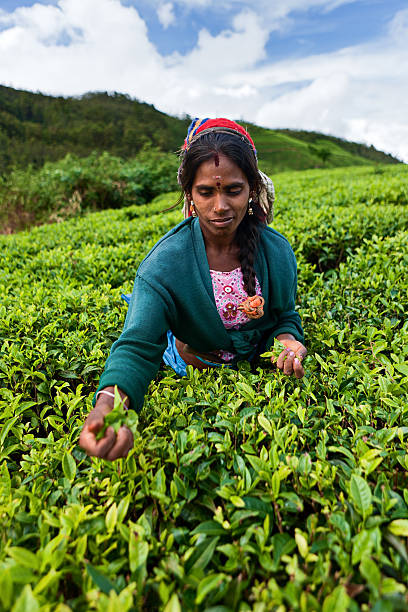 istock Tamil tea pickers collecting leaves, Sri Lanka 185105013