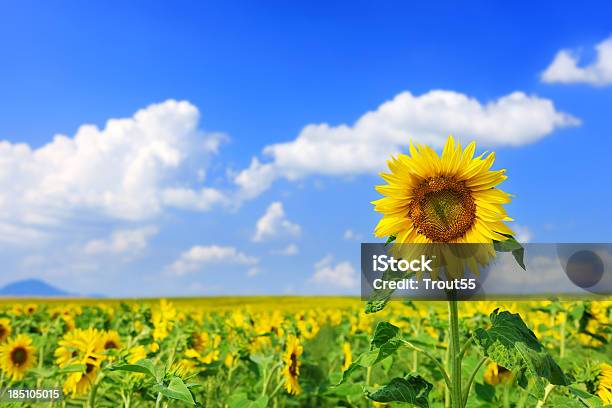 Paisaje De Girasol Foto de stock y más banco de imágenes de Aire libre - Aire libre, Amarillo - Color, Azul