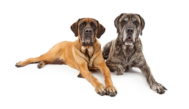 istock Two Mastiff Dogs Laying Down 185105091