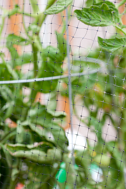 Bird Netting on Tomato Plant in Garden Focus is on the bird netting. tomato cages stock pictures, royalty-free photos & images