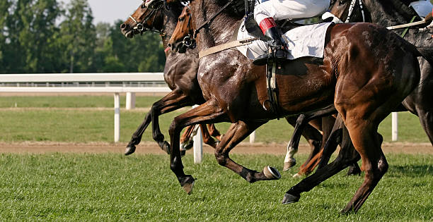 racehorses - flat racing imagens e fotografias de stock