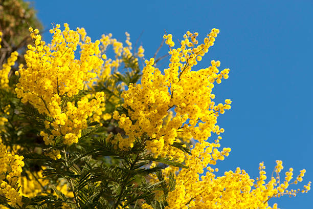 False Mimosa (Acacia dealbata, Mimosaceae) "Yellow Mimosa, symbol of the early springtime in february at the French Riviera." acacia tree photos stock pictures, royalty-free photos & images