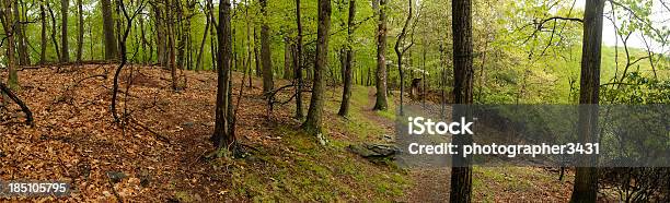 Secluded Path Through The Woods Stock Photo - Download Image Now - Valley Forge National Historic Park, Awe, Beauty