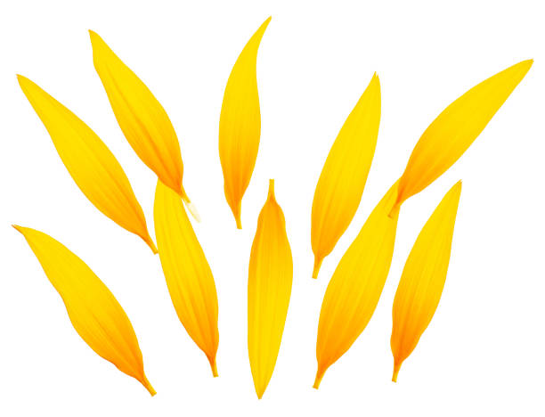 istock Fresh sunflower petals isolated on a white background, top view. Flat lay. 1851060023