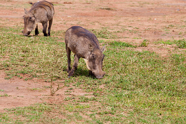 istock Warthog at Lake Mburo National Park 185106166