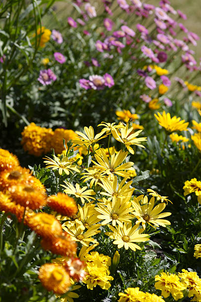 istock Colorful summerflowers 185106271