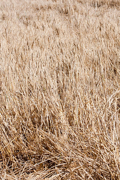 위트 - wheat whole wheat close up corn on the cob 뉴스 사진 이미지