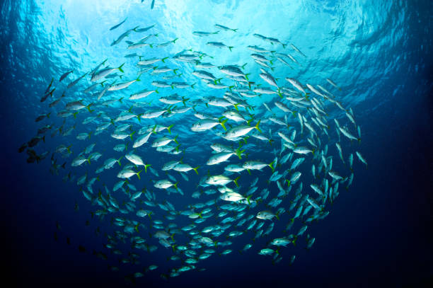 istock Swimming Fishes 185106389