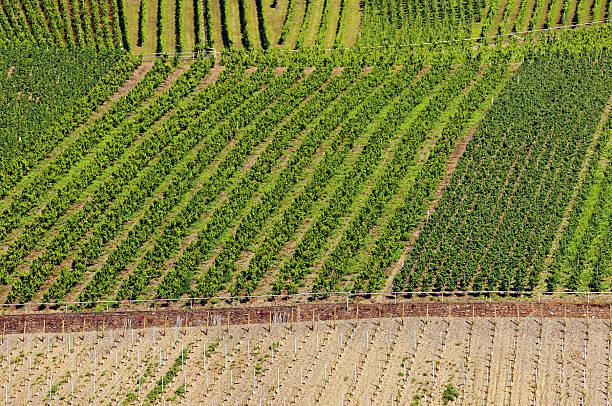 istock Vineyard at German mosel valley 185106420