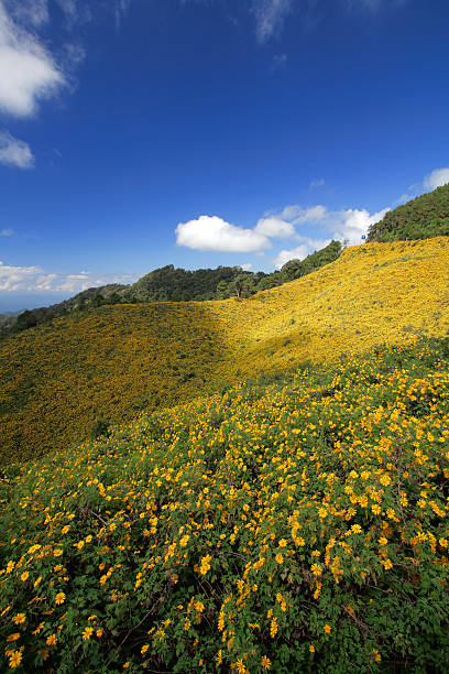 istock Mexican Sunflower Field Thailand 185106510
