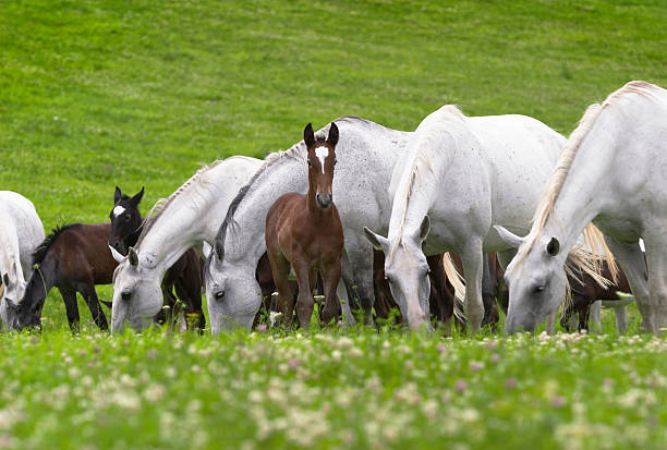 cavalo lippizan no prado - horse herd togetherness connection imagens e fotografias de stock