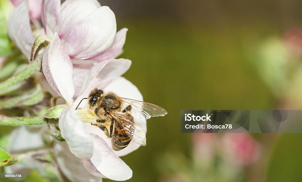 Close-up of a bee in a pink flower Close-up of a honey bee gathering pollen from a plumb-tree flower. High quality macro shot. Side view.More about Bee Stock Photo