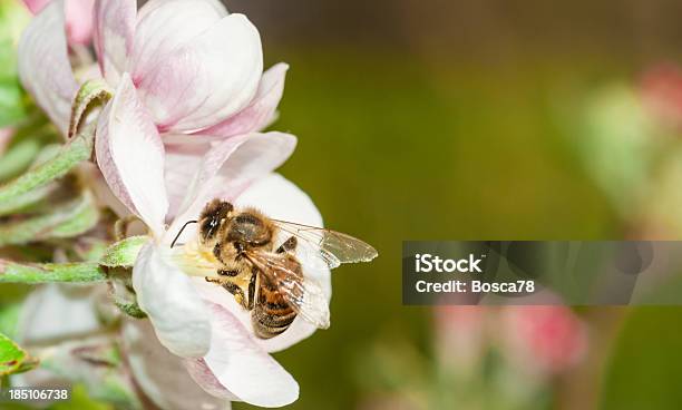 Closeup Of A Bee In A Pink Flower Stock Photo - Download Image Now - Bee, Blossom, Animal