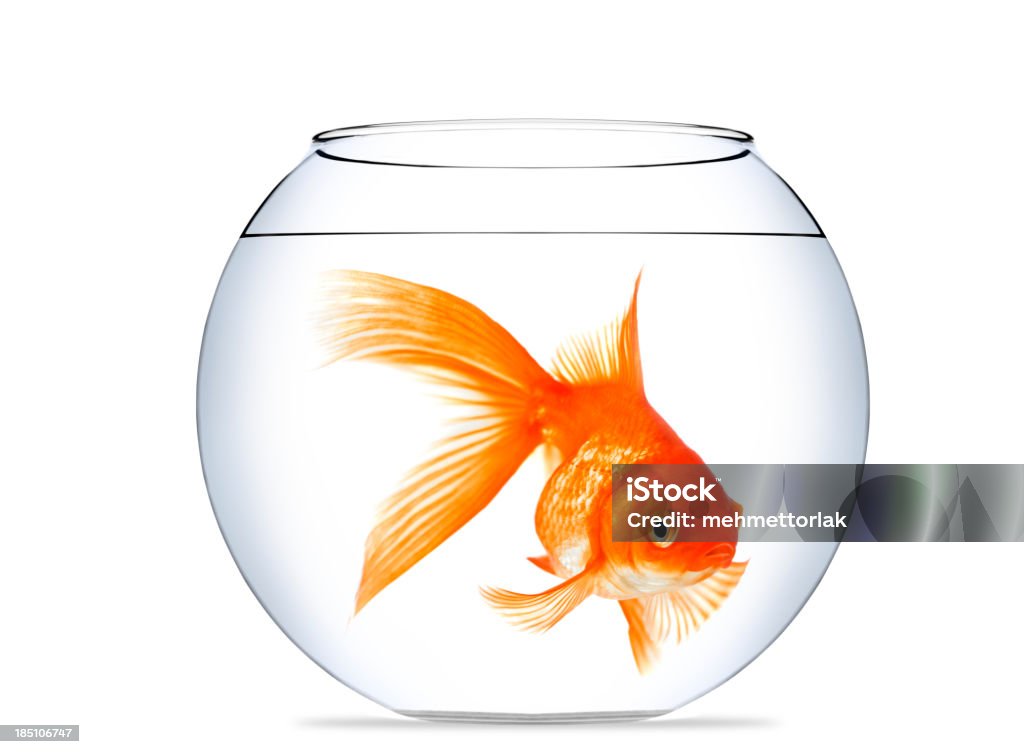 Goldfish in aquarium Goldfish isolated on a white background Goldfish Stock Photo