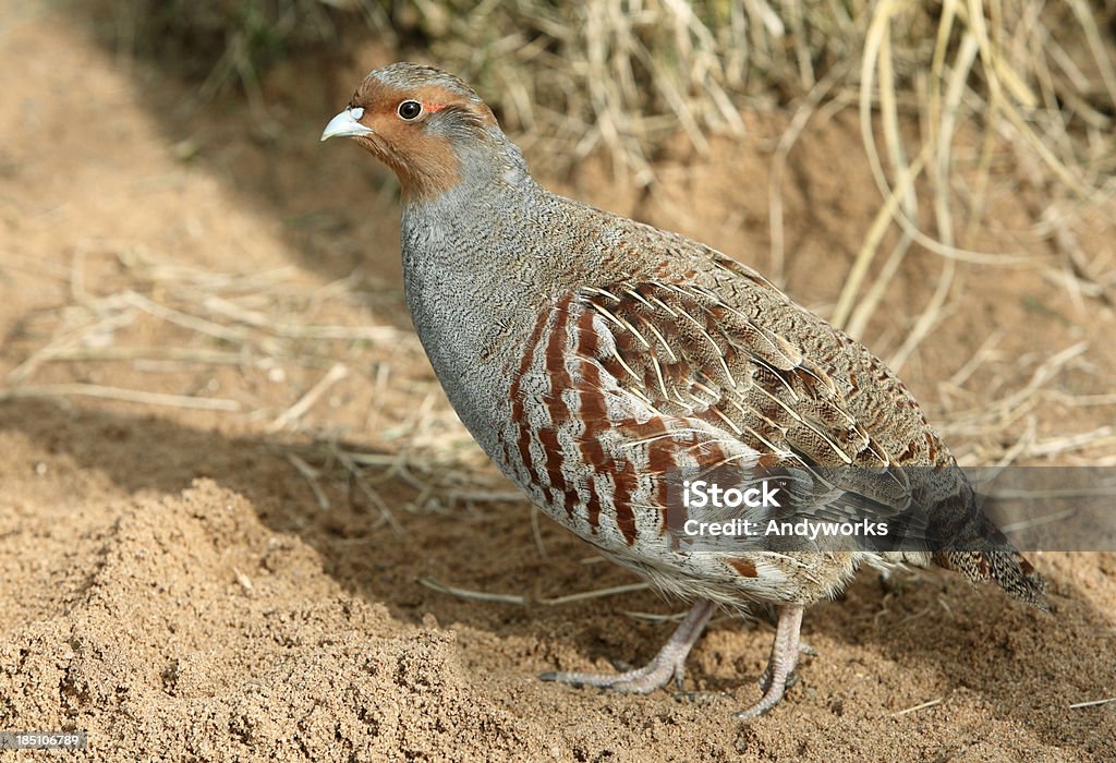 Masculino Perdiz-cinzenta (Perdix perd. - Foto de stock de Perdiz royalty-free