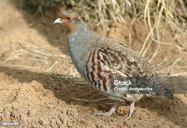 Foto de Masculino Perdizcinzenta Perdix Perd e mais fotos de stock de Perdiz - Perdiz, Perdiz-cinzenta, Andar