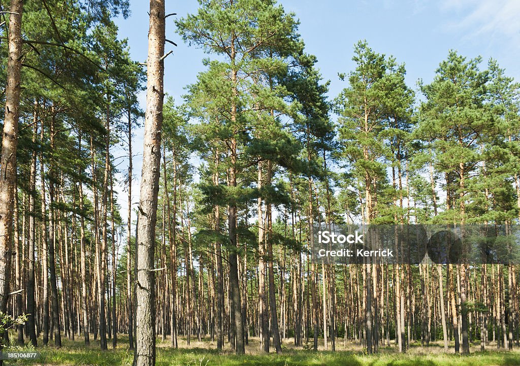 Hohe pine forest - Lizenzfrei Kiefernholz Stock-Foto