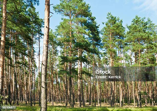 Hohe Pine Forest Stockfoto und mehr Bilder von Kiefernholz - Kiefernholz, Land Brandenburg, Wald