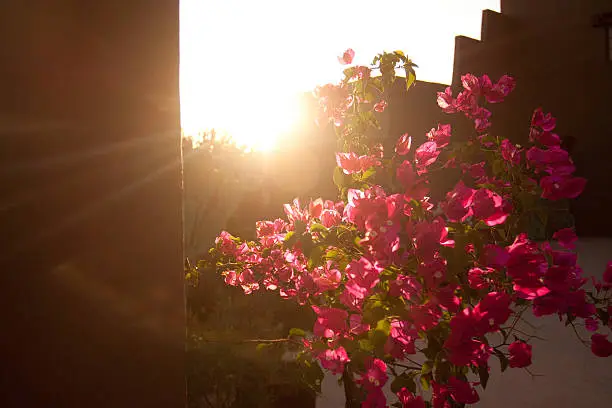 Photo of Bougainvillea Flowers with Backlighting