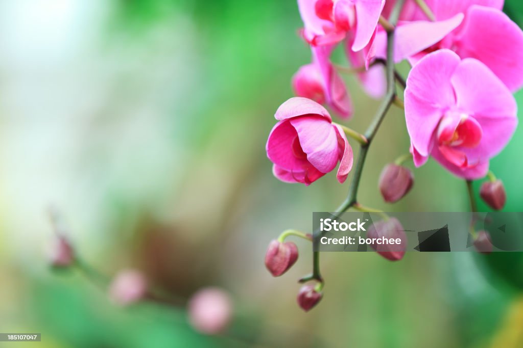 Rosa Orchidee - Lizenzfrei Ast - Pflanzenbestandteil Stock-Foto