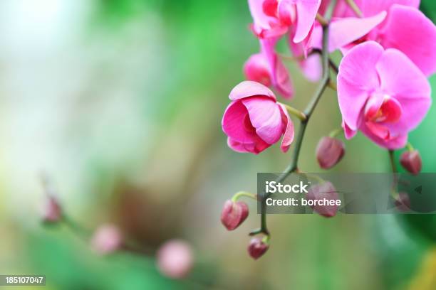 Rosa Orchidee Stockfoto und mehr Bilder von Ast - Pflanzenbestandteil - Ast - Pflanzenbestandteil, Baumblüte, Bildhintergrund