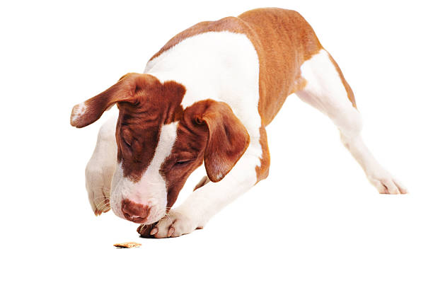 istock Pitbull puppy and treat 185107054