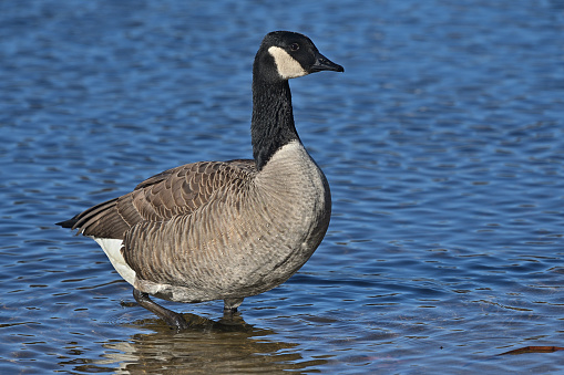 Canada goose (Branta canadensis) walking in shallow water on a sunny day at Mount Tom Pond, Connecticut. Copy space on right.