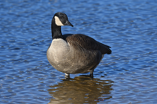Canada goose (Branta canadensis) standing in the shallows at Mount Tom Pond, Connecticut, on a sunny afternoon