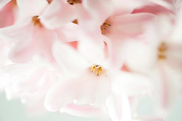 istock Hyacinth Up Close and Personal 185107455