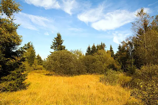 "Highmoor Hautes Fagnes in Eifel, Belgian side close to Barraque Michel. Taken in autumn. Forest area, mainly fir trees."