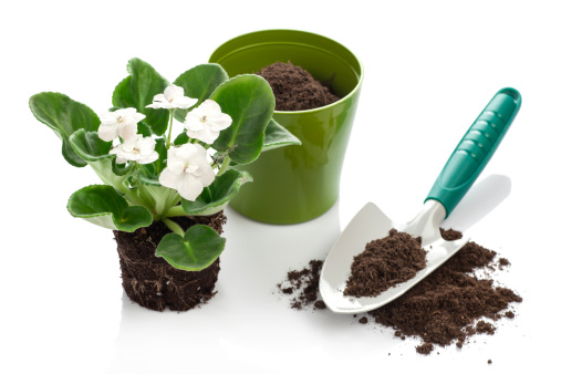 Trowel is ready to plant a violet flower in a green flowerpot. See some gardering images like this below: