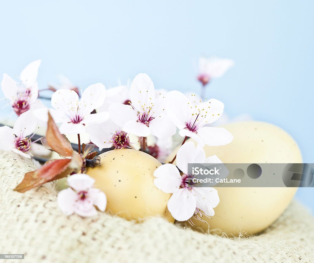 Huevos de Pascua y flor de cerezo - Foto de stock de Arpillera libre de derechos