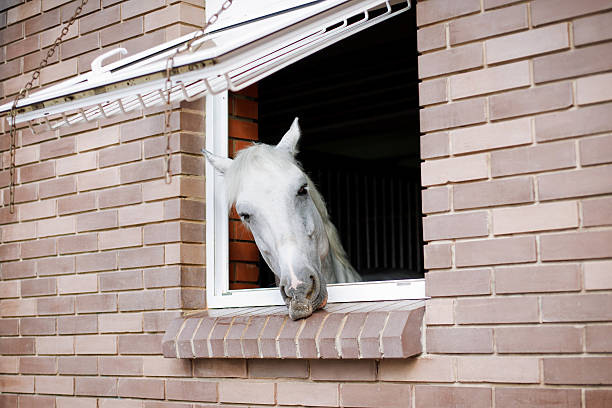 istock White horse looking from the window of a stable 185107856