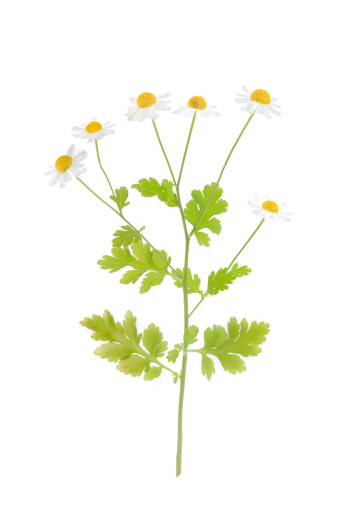 Feverfew flowers isolated on white background with point of focus on center flower.