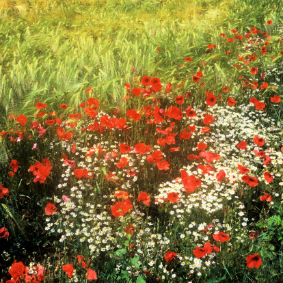 crops growing in a field - poppies and wild flowers ion the edge of a field of cereal crops