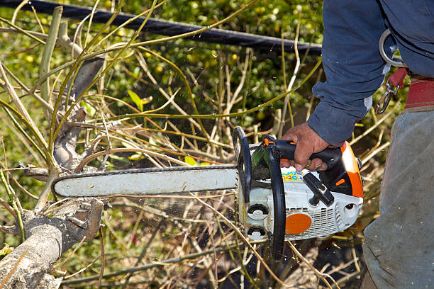 Chainsaw held with one blue shirted arm by arborist in atop a tree's limbs cutting sucker and small branches