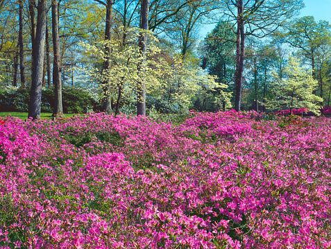Spring blossoms of Dogwood trees and Azaleas fill Byrd Park, Richmond Virginia