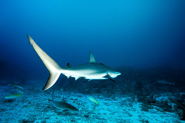 istock Sharks in the sea 185108717